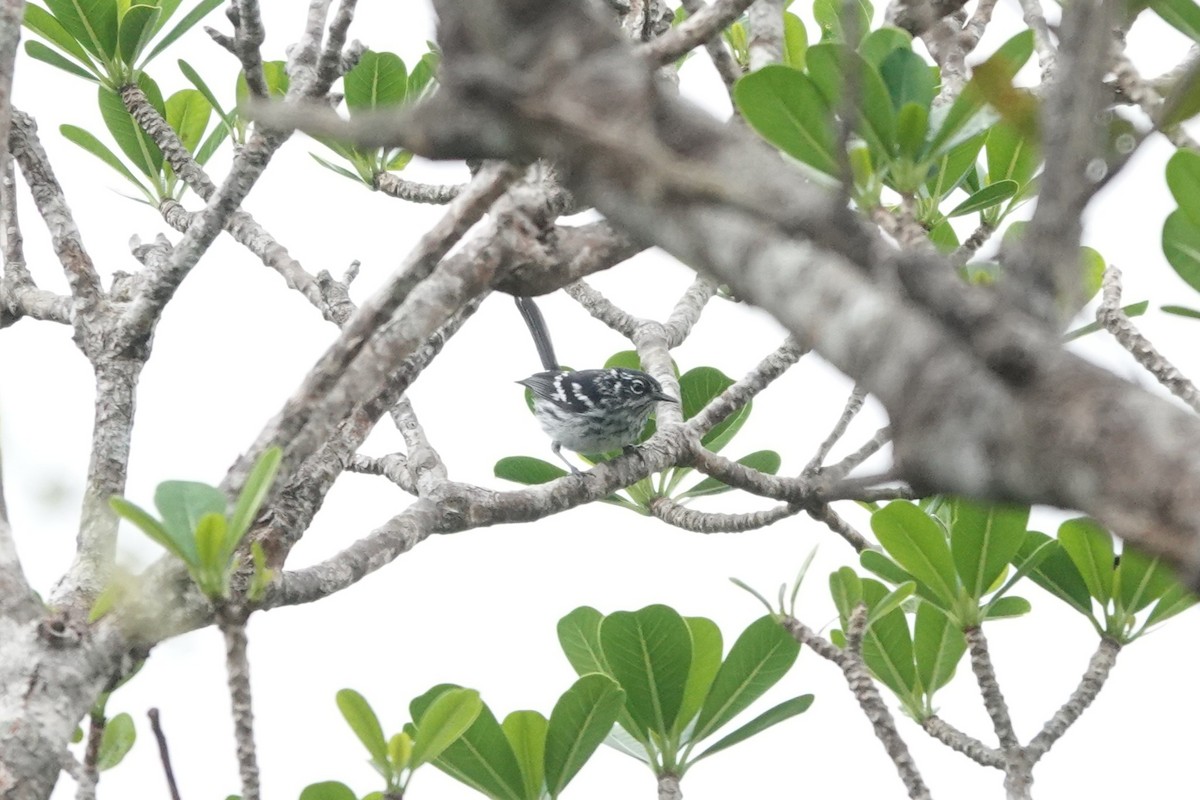 Elfin-woods Warbler - ML636675510
