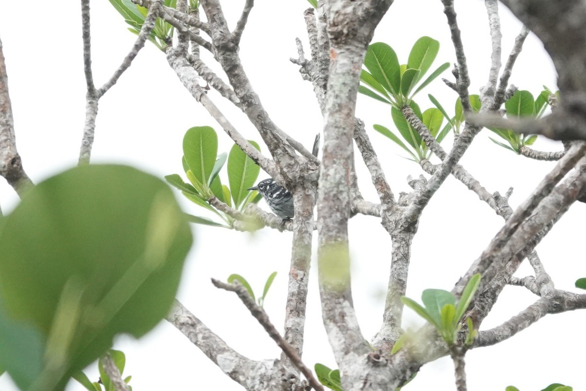 Elfin-woods Warbler - ML636675516