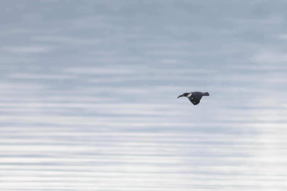 Belted Kingfisher - ML636675517