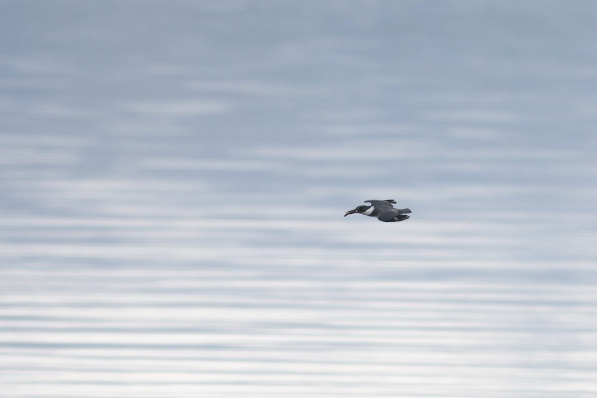 Belted Kingfisher - ML636675518