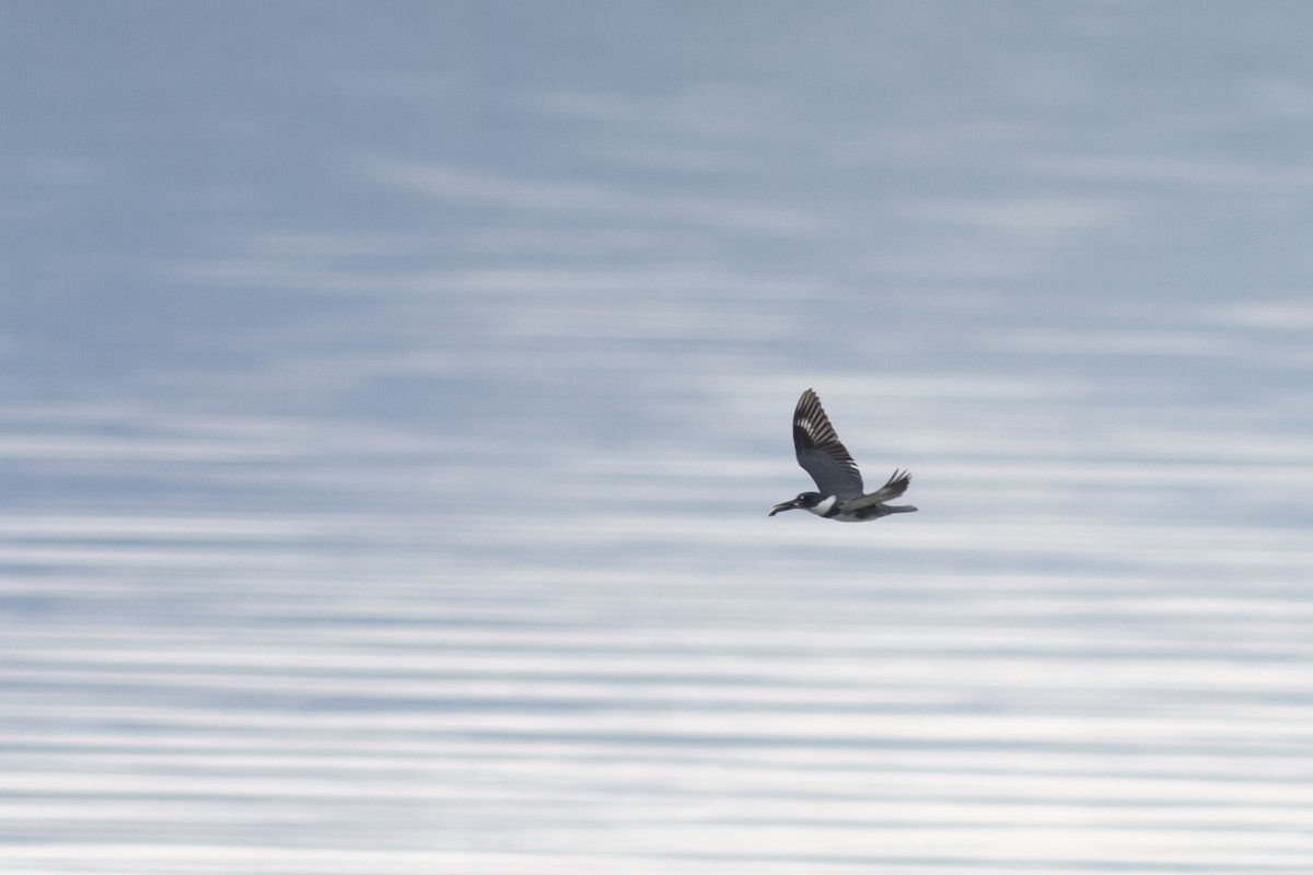 Belted Kingfisher - ML636675519