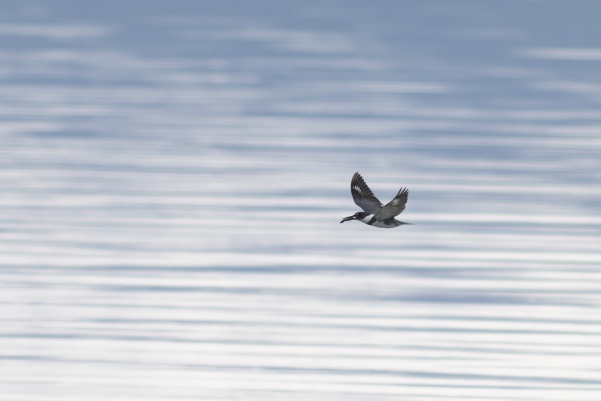 Belted Kingfisher - ML636675526