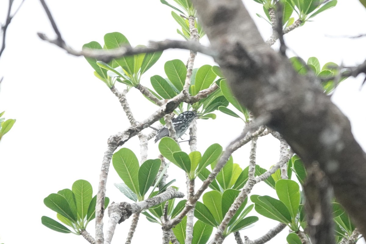 Elfin-woods Warbler - ML636675535