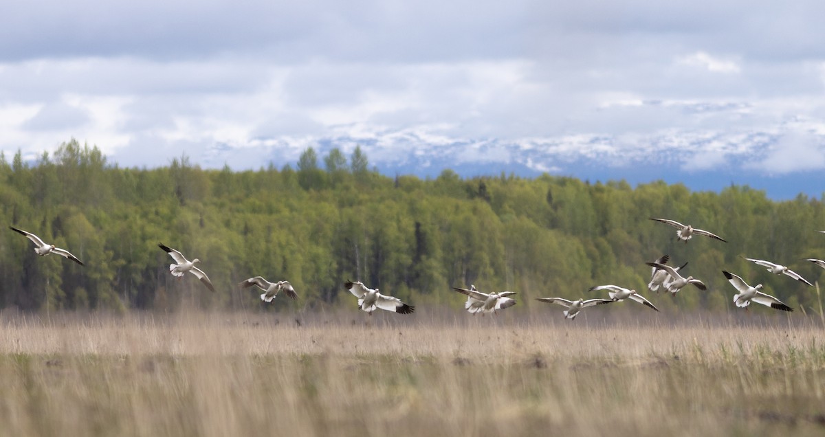 Snow Goose - ML636675544
