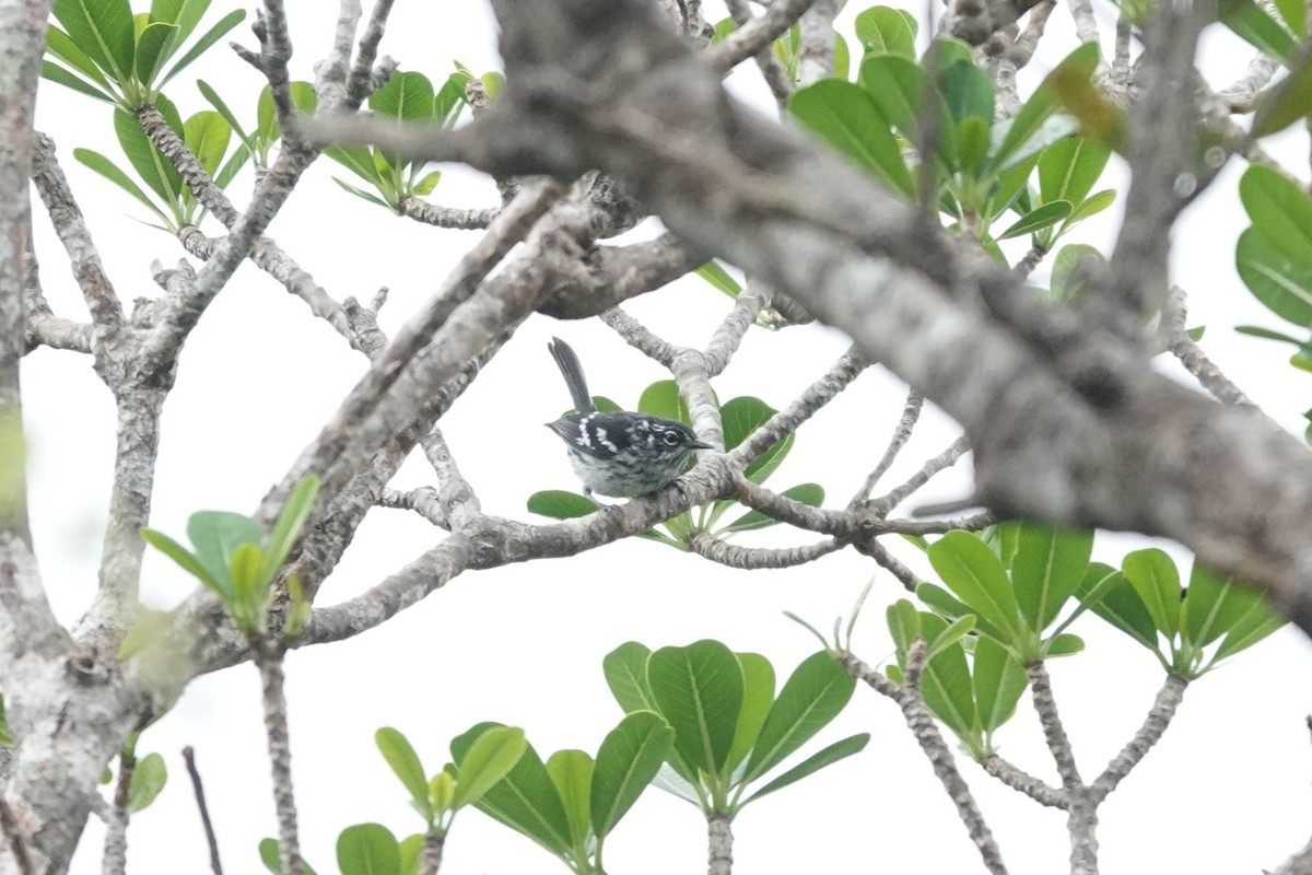 Elfin-woods Warbler - ML636675561