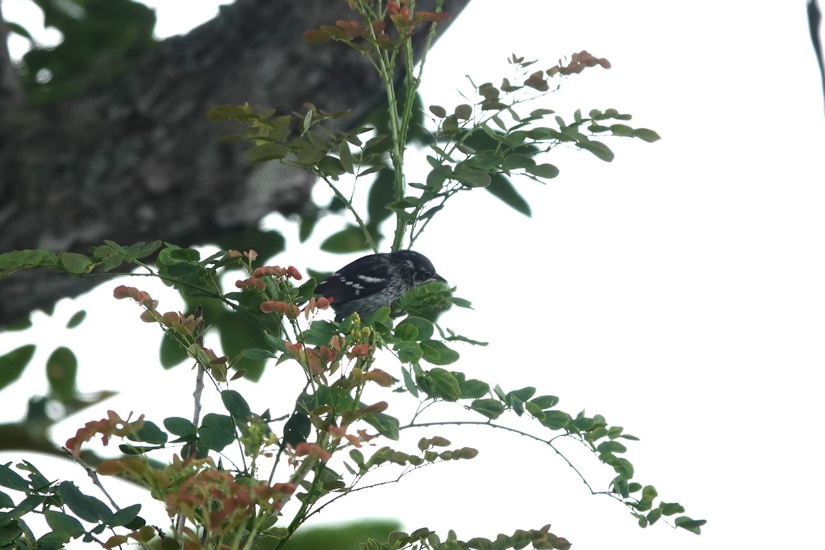 Elfin-woods Warbler - ML636675599