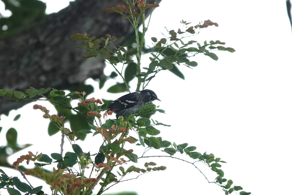Elfin-woods Warbler - ML636675626