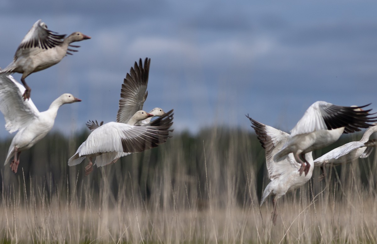 Snow Goose - ML636675630