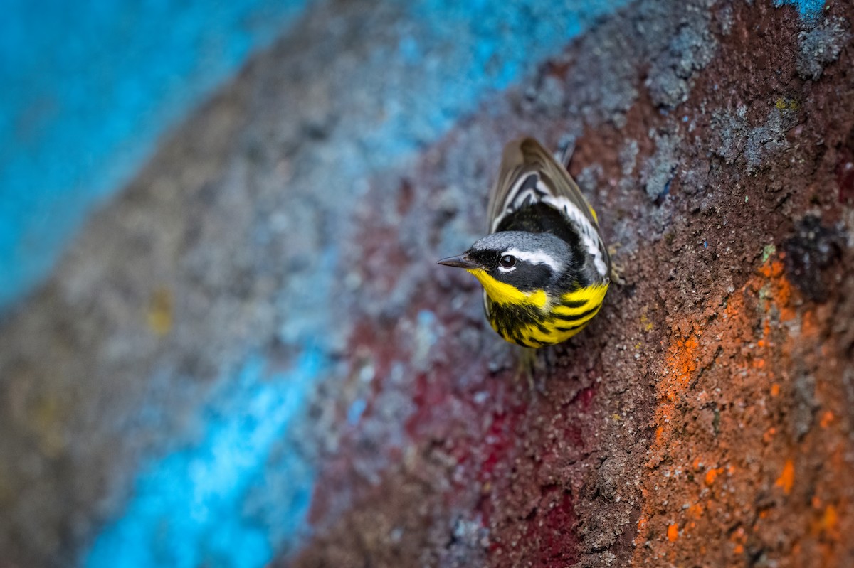 Magnolia Warbler - ML636675636