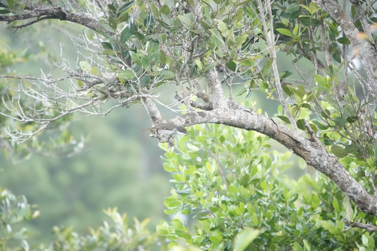 Puerto Rican Tanager - ML636675710