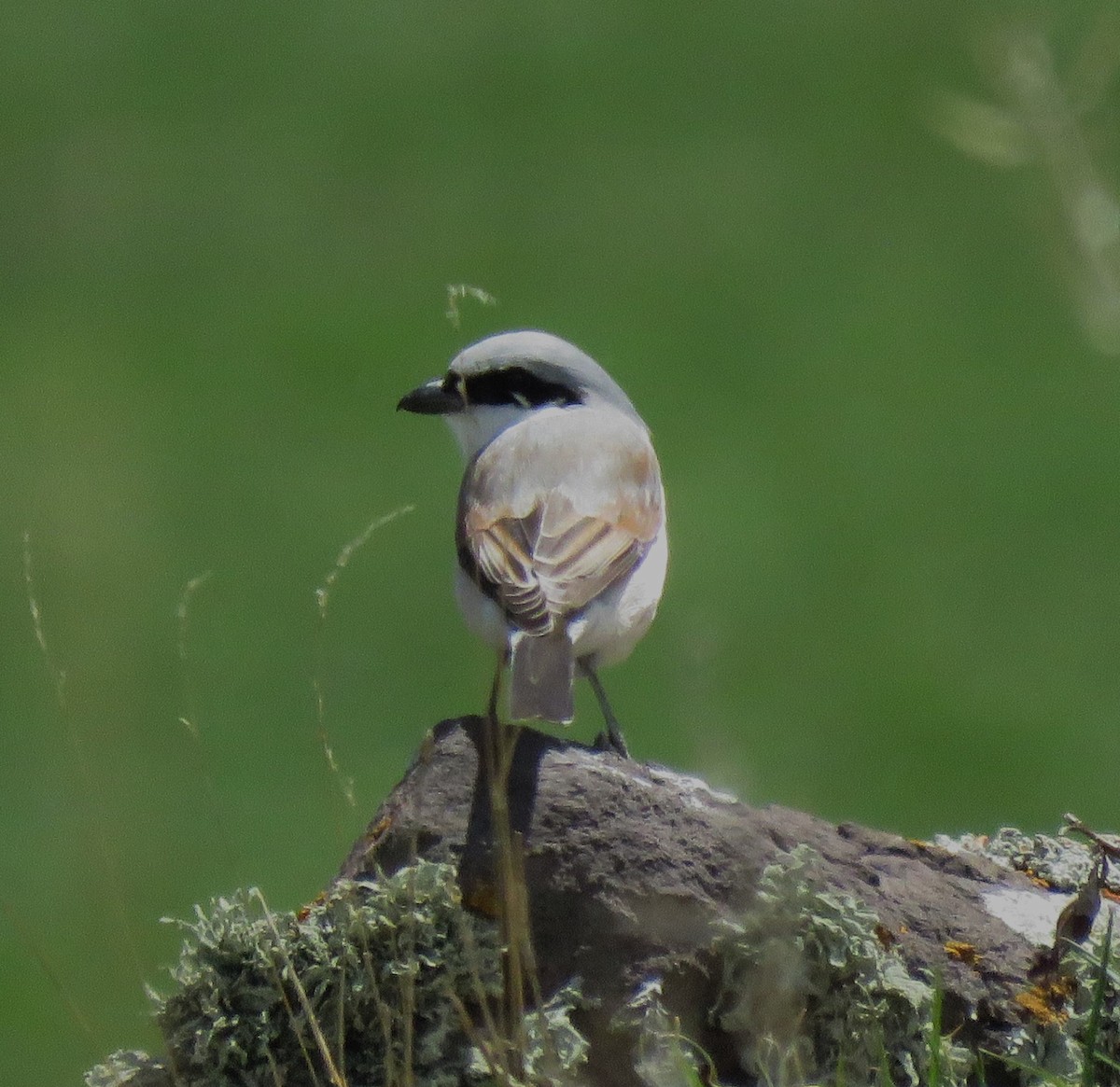 Red-backed Shrike - ML636675796