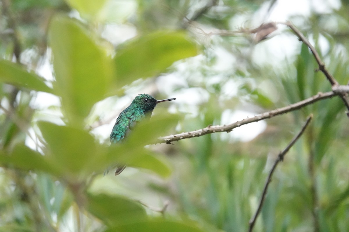 Puerto Rican Emerald - ML636675814
