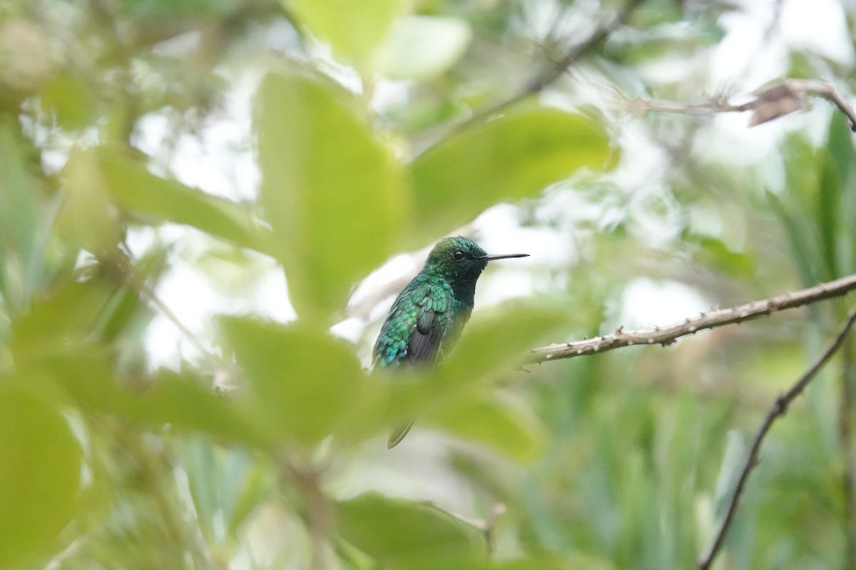 Puerto Rican Emerald - ML636675815