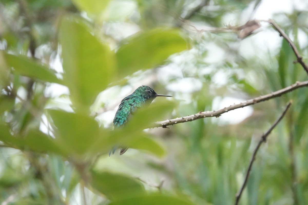 Puerto Rican Emerald - ML636675816