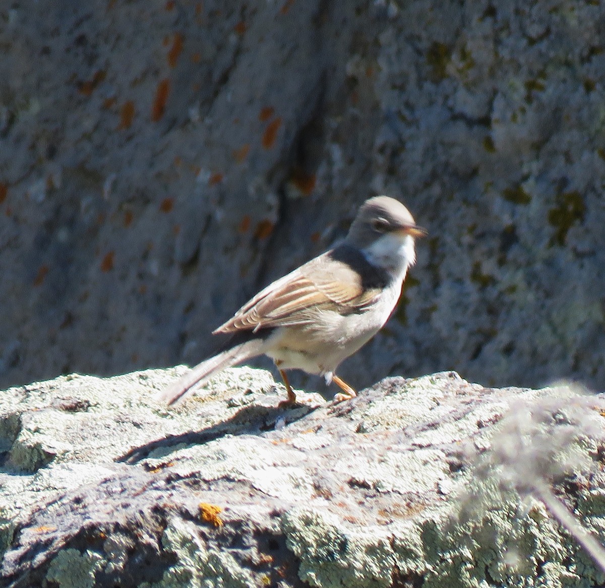 Greater Whitethroat - ML636675902