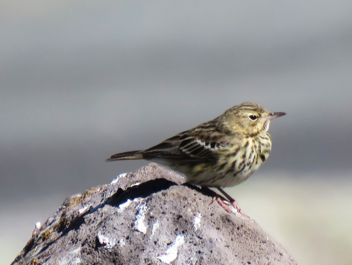 Tree Pipit - ML636675922
