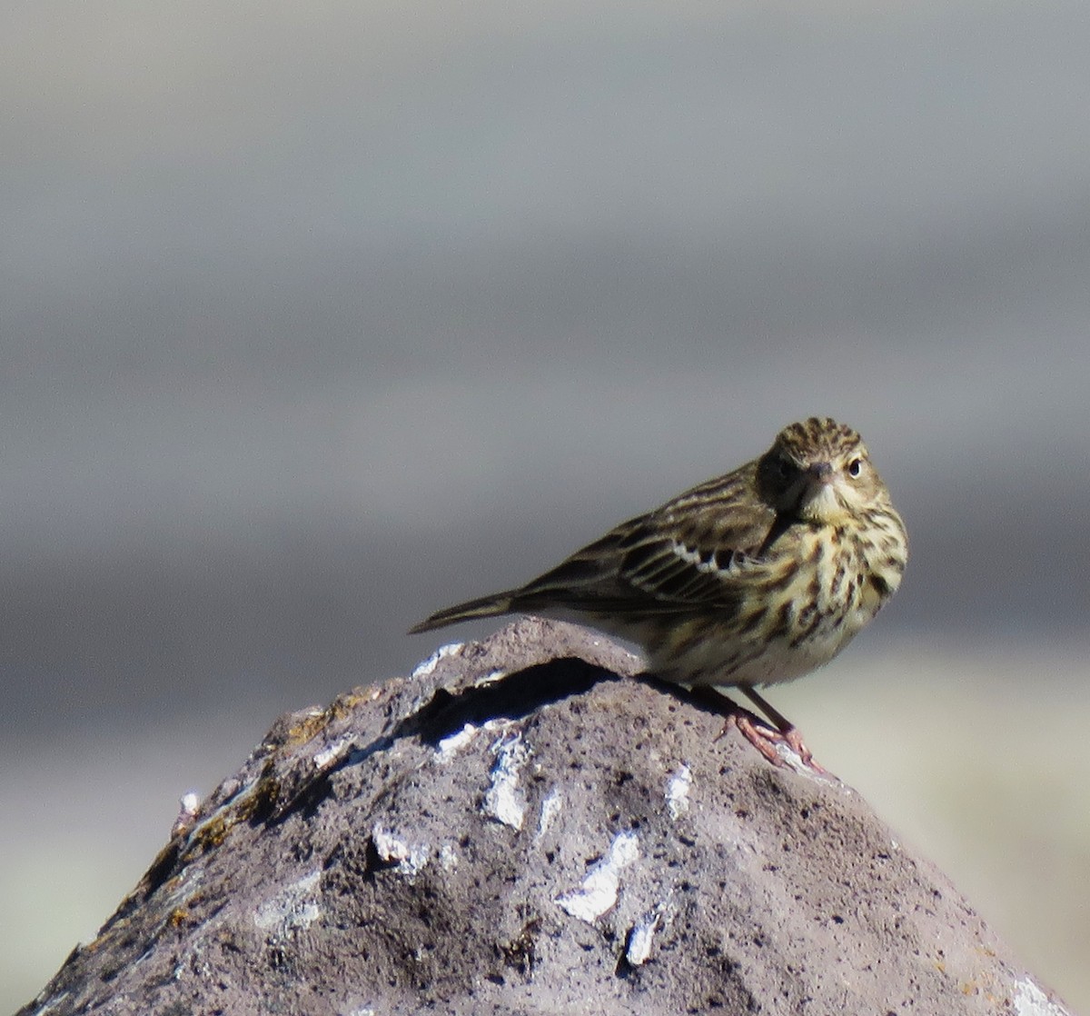 Tree Pipit - ML636675923
