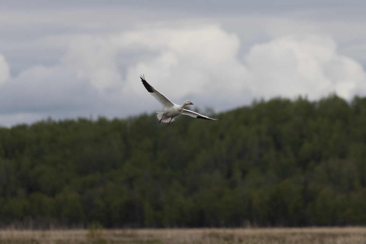 Snow Goose - ML636675924