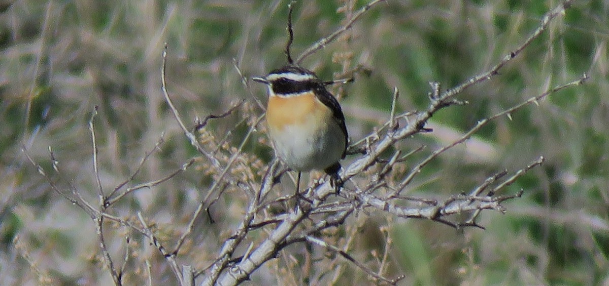 Whinchat - ML636675936