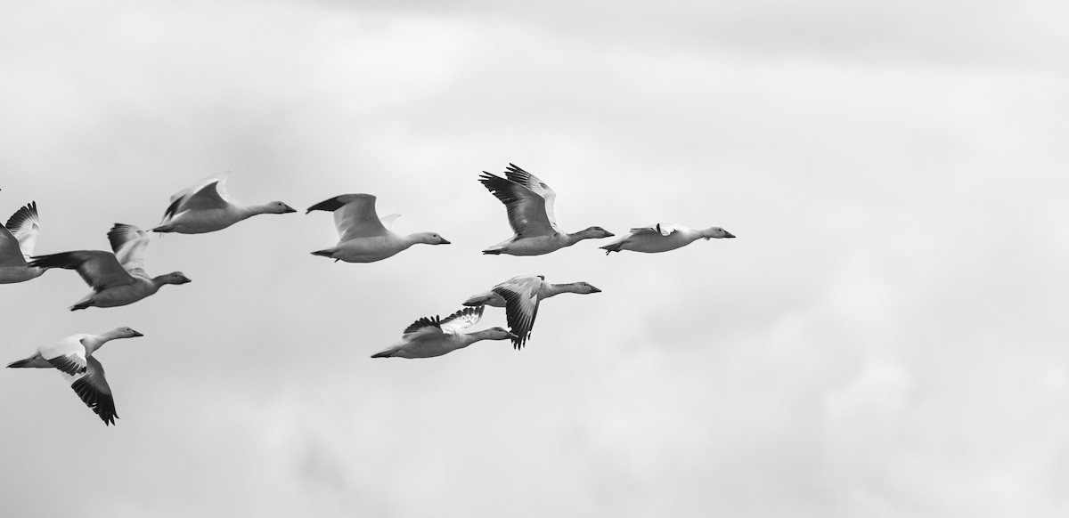 Snow Goose - ML636675945