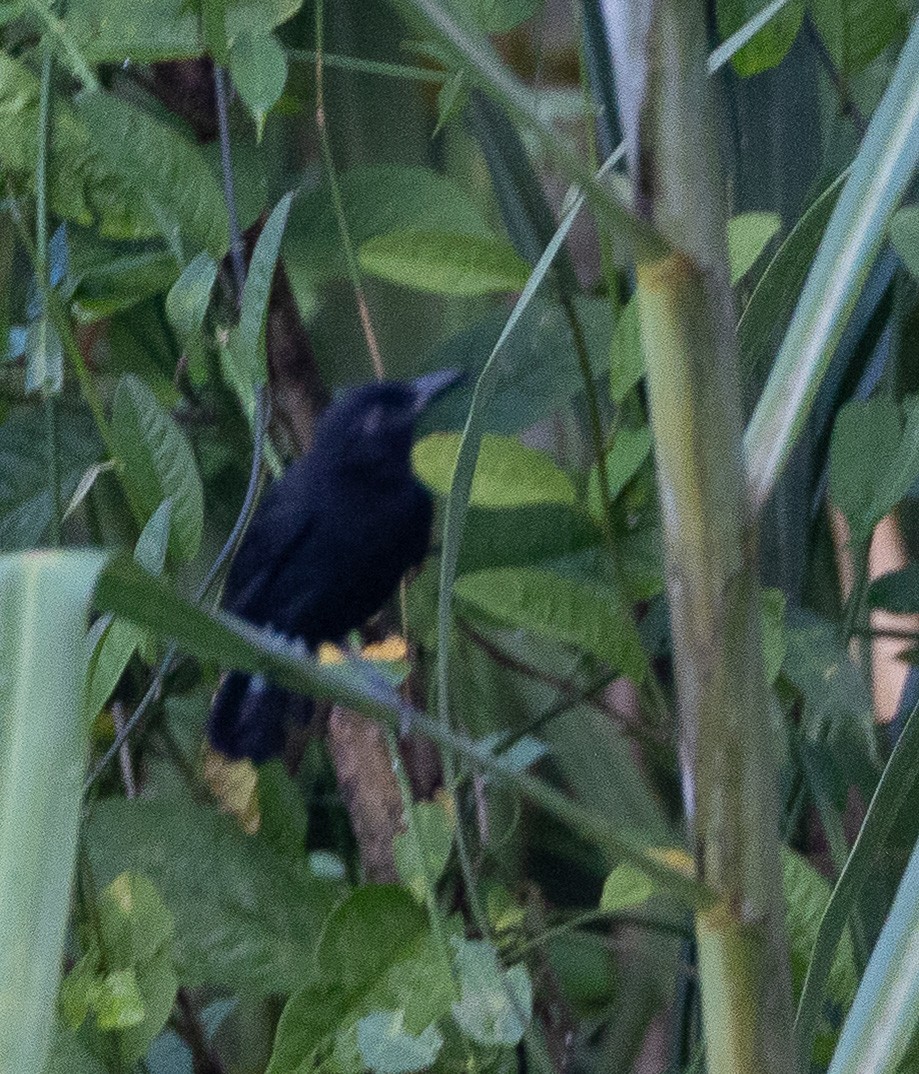 Black Bushbird - ML636675946