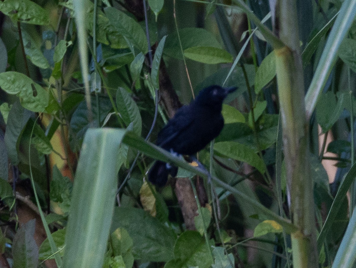 Black Bushbird - ML636675947