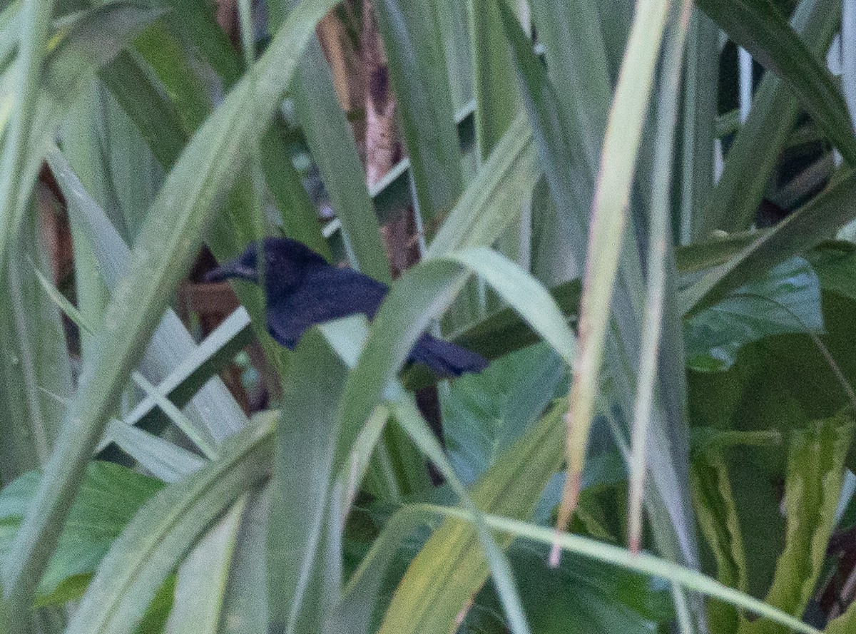 Black Bushbird - ML636675948