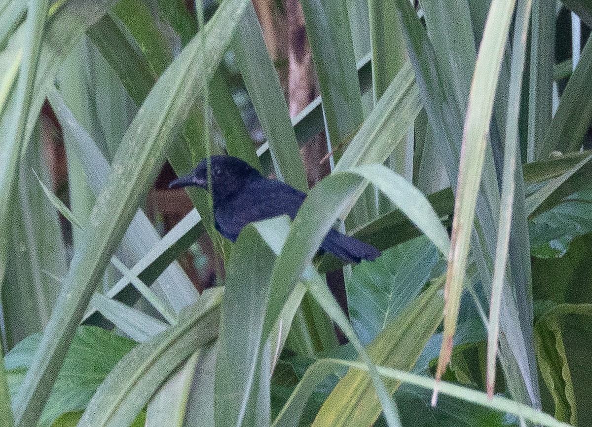 Black Bushbird - ML636675949