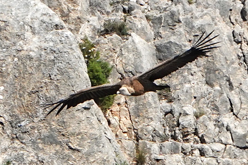 Gänsegeier - ML636675955