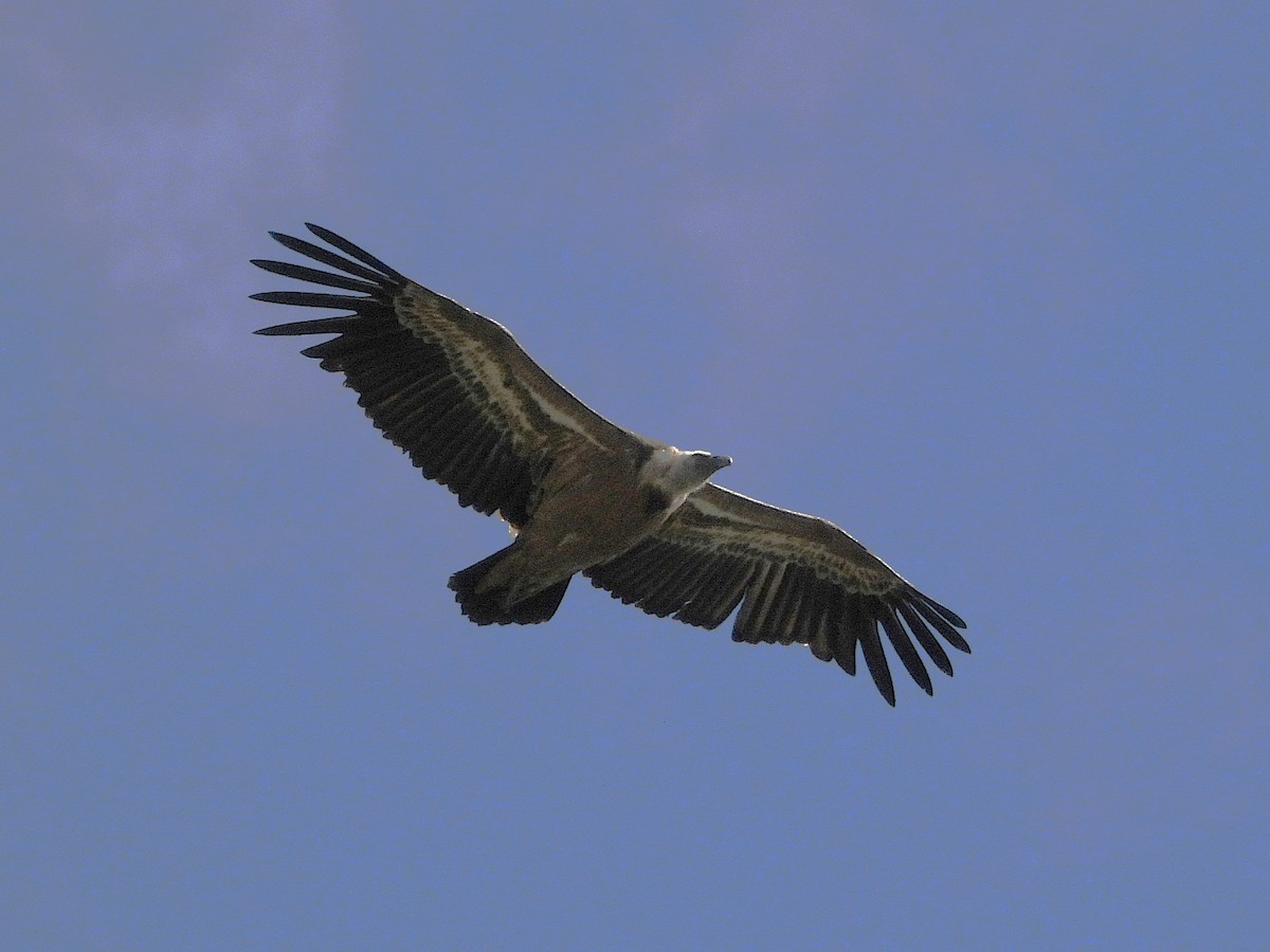 Gänsegeier - ML636675956