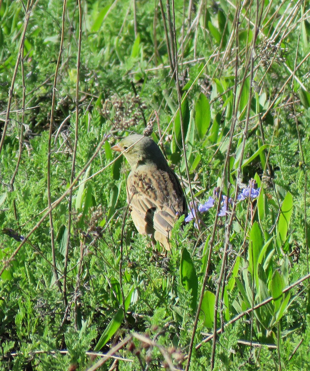Ortolan Bunting - ML636675970