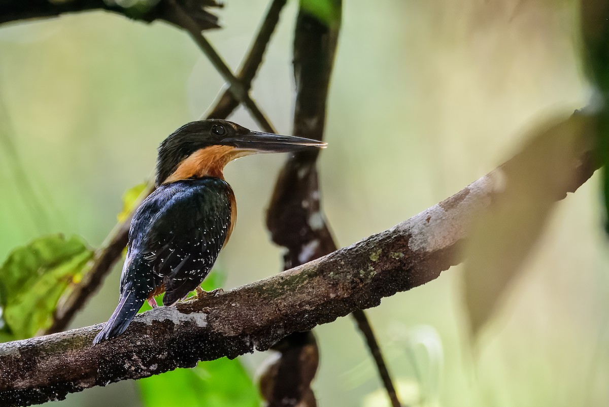 Green-and-rufous Kingfisher - ML636675991