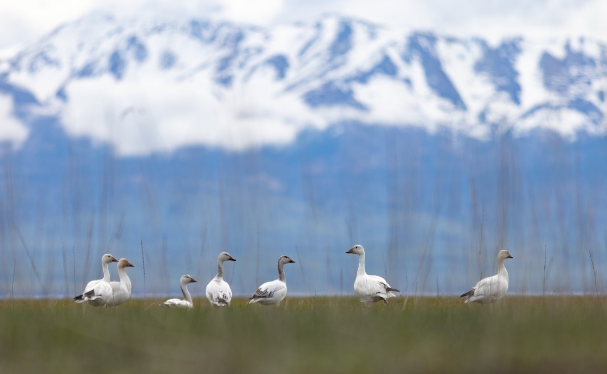 Snow Goose - ML636676000