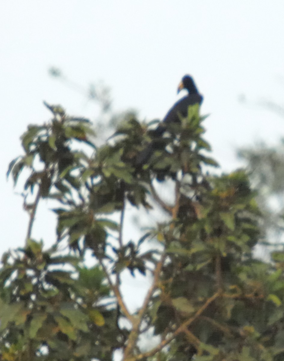Congo Pied Hornbill - ML636676133