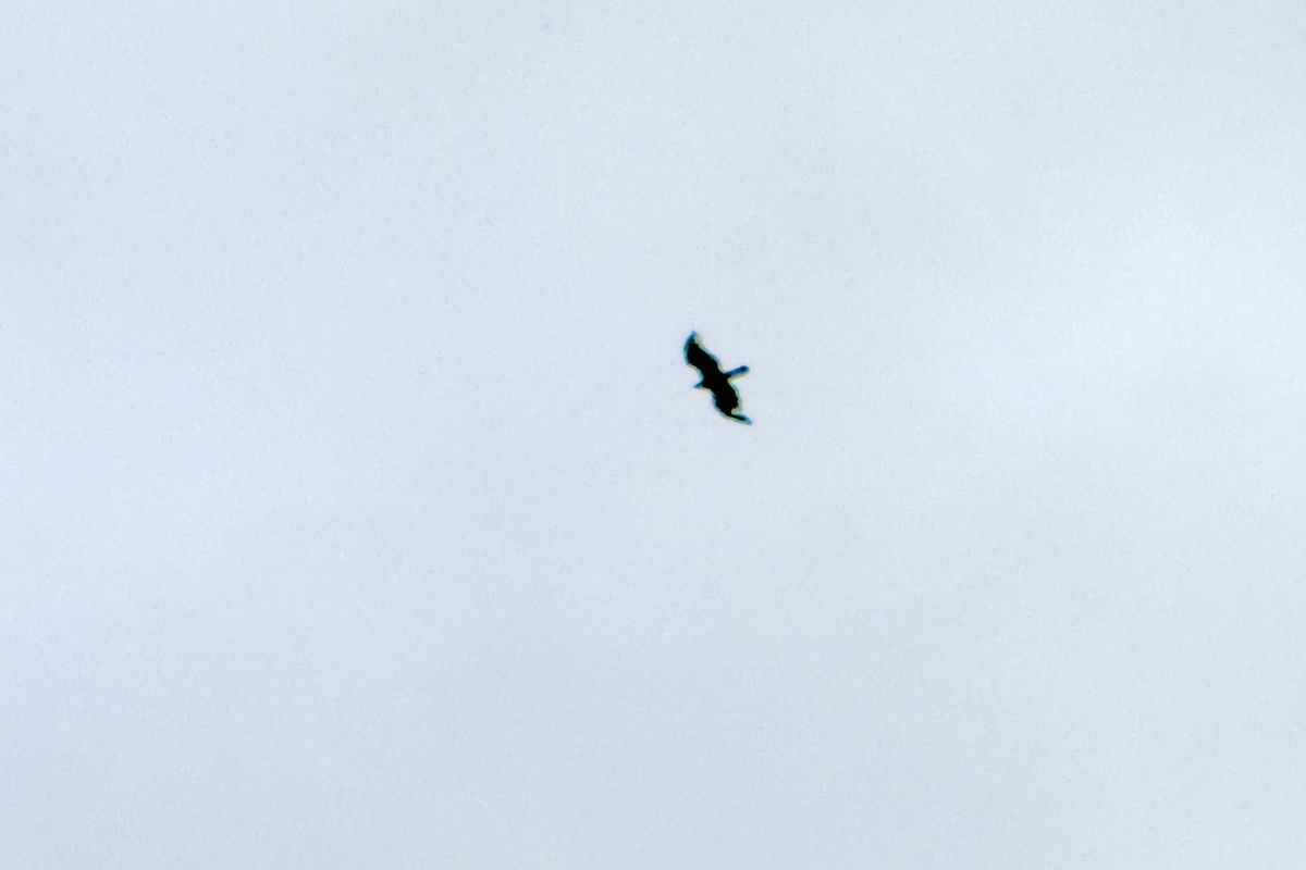 Golden Eagle - ML636676142