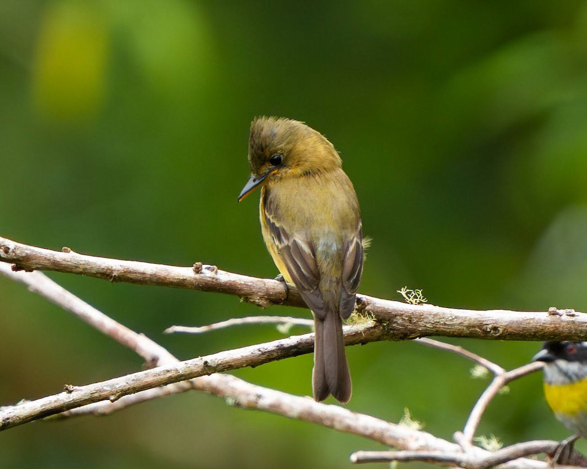 Ochraceous Pewee - ML636676162