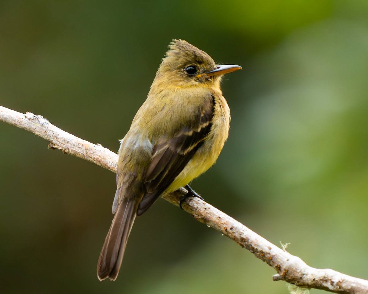 Ochraceous Pewee - ML636676163