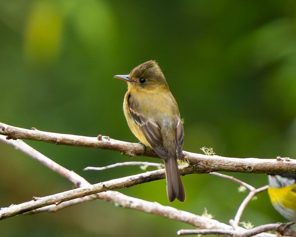 Ochraceous Pewee - ML636676164