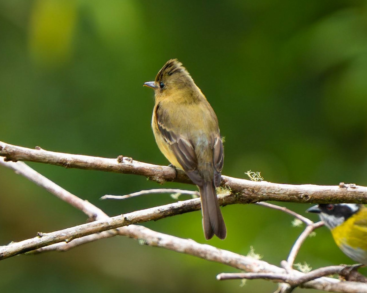 Ochraceous Pewee - ML636676165