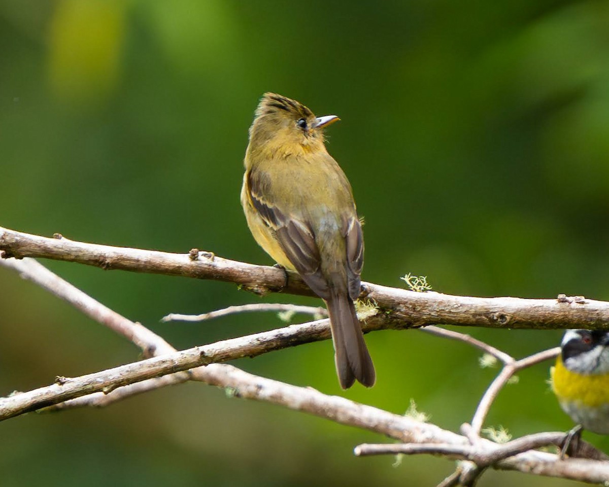 Ochraceous Pewee - ML636676166