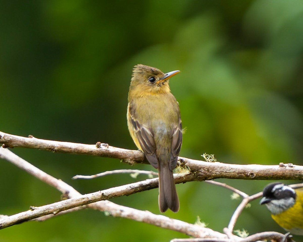 Ochraceous Pewee - ML636676167