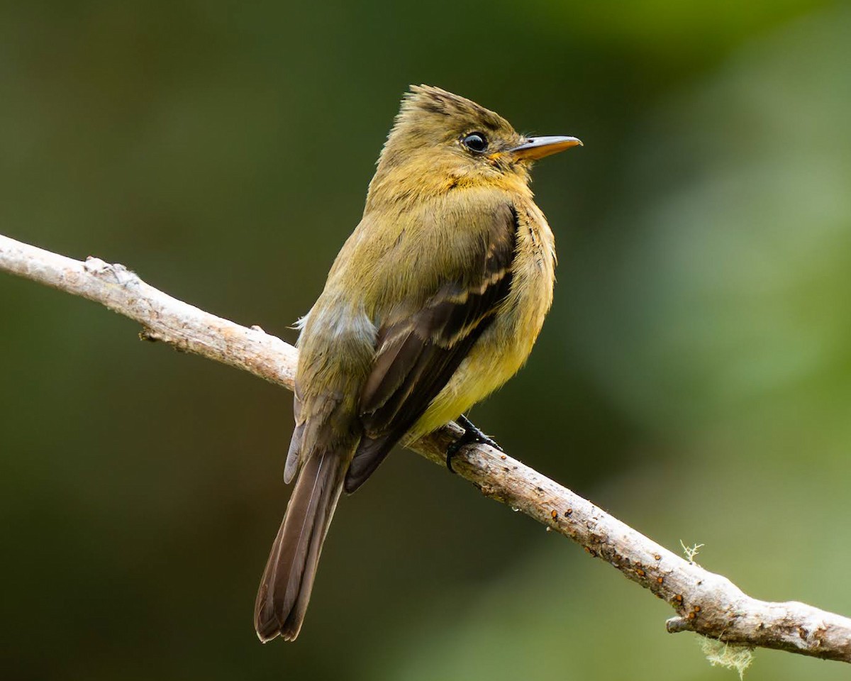 Ochraceous Pewee - ML636676168
