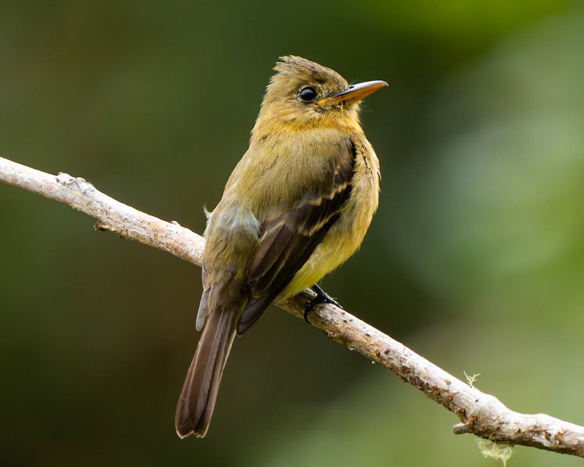 Ochraceous Pewee - ML636676169
