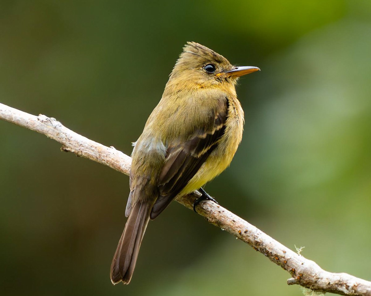 Ochraceous Pewee - ML636676170