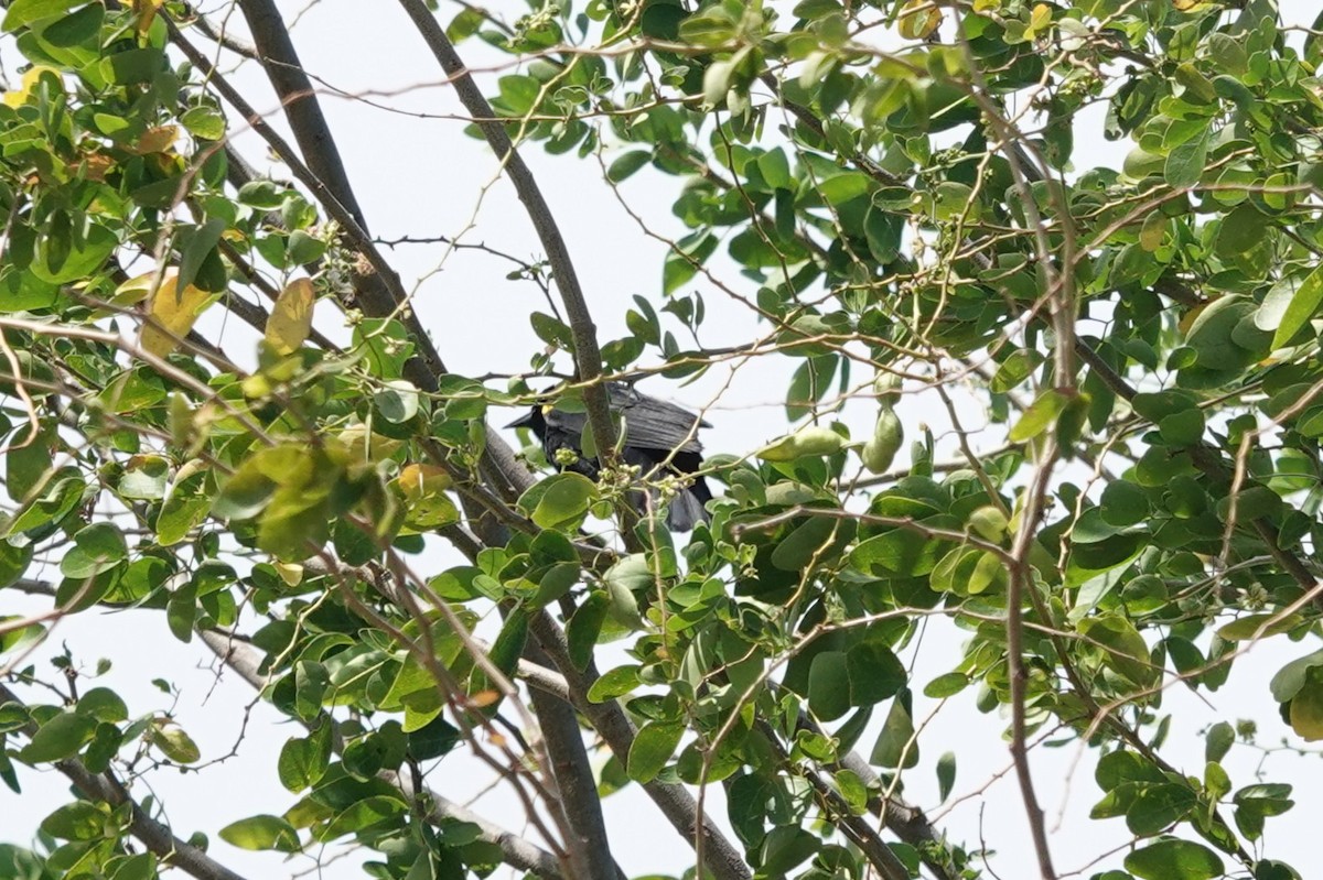 Yellow-shouldered Blackbird - ML636676192