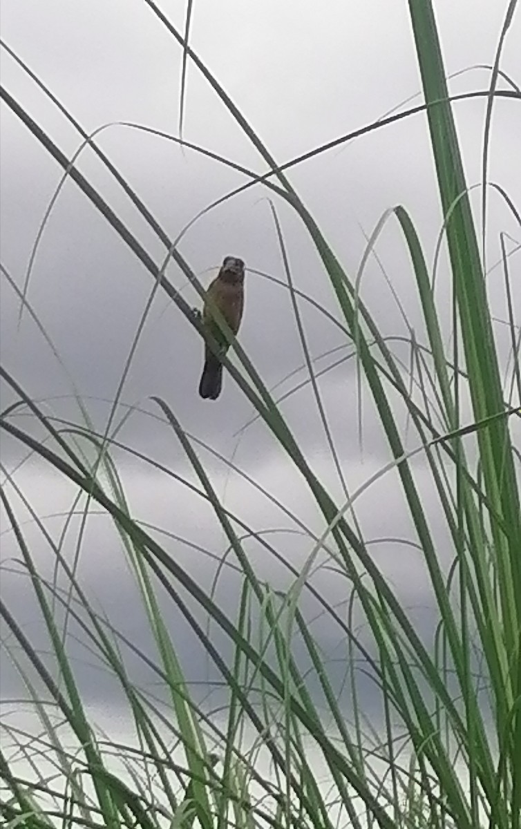Thick-billed Seed-Finch - ML636676254