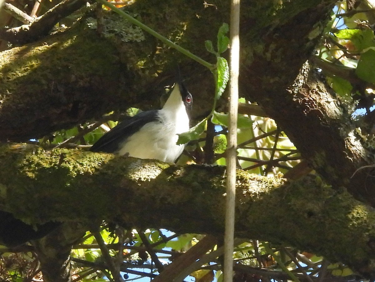 Blue-and-white Mockingbird - ML636676347