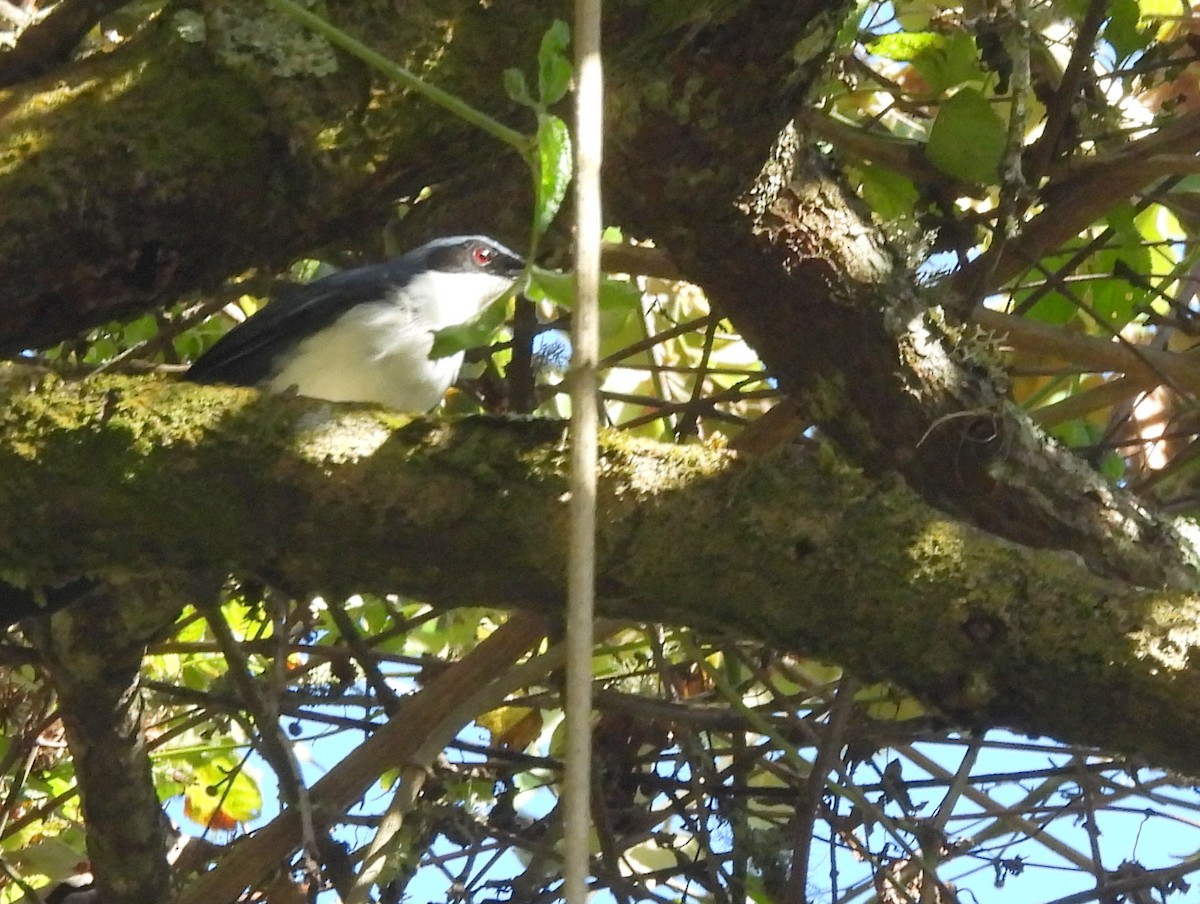 Blue-and-white Mockingbird - ML636676348