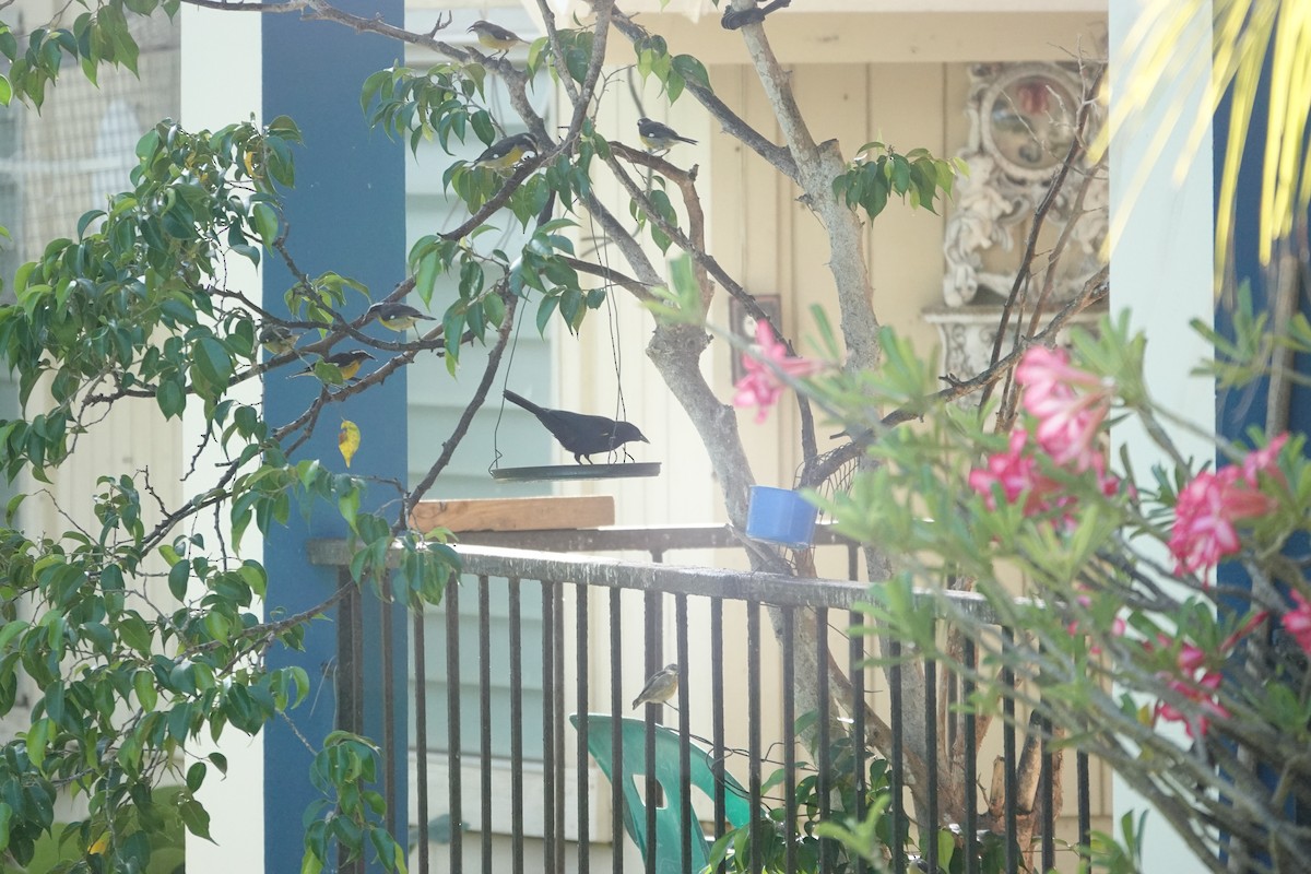 Yellow-shouldered Blackbird - ML636676407