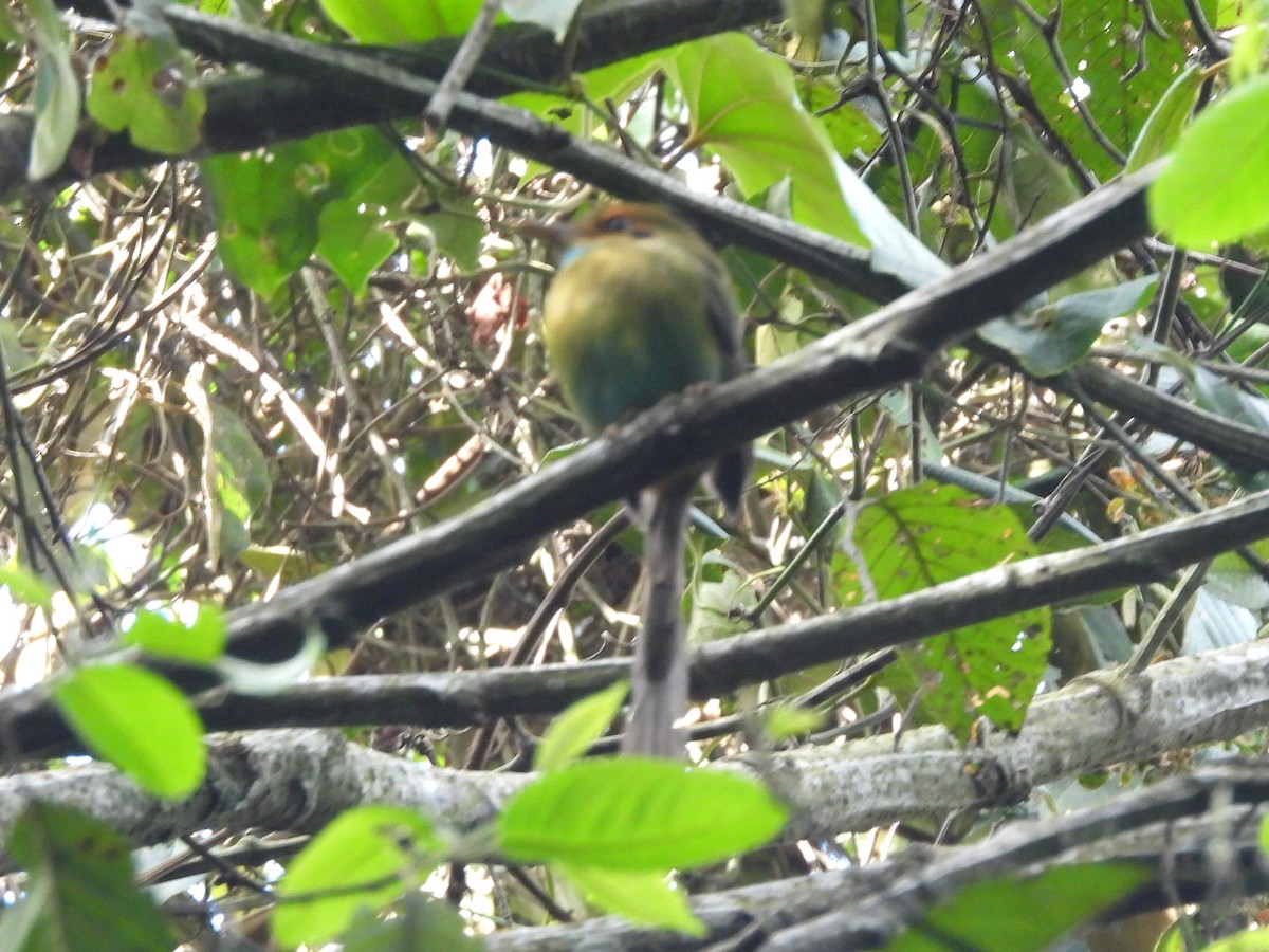 Blue-throated Motmot - ML636676414